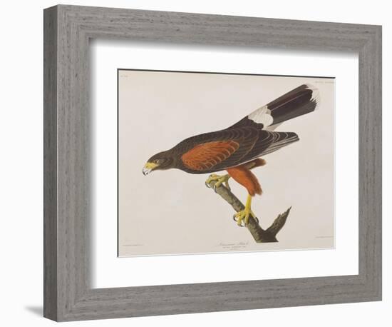 Illustration from 'Birds of America', 1827-38-John James Audubon-Framed Giclee Print