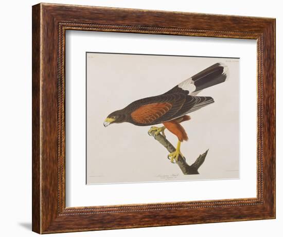 Illustration from 'Birds of America', 1827-38-John James Audubon-Framed Giclee Print