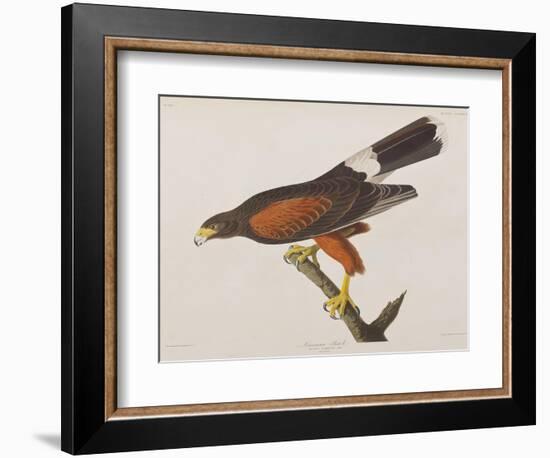 Illustration from 'Birds of America', 1827-38-John James Audubon-Framed Giclee Print