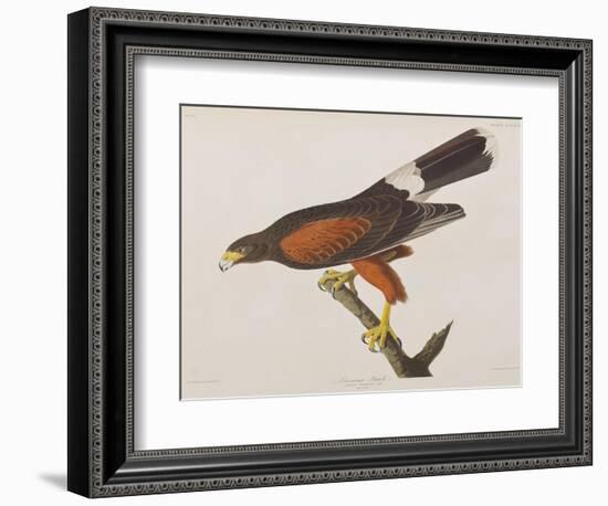 Illustration from 'Birds of America', 1827-38-John James Audubon-Framed Giclee Print