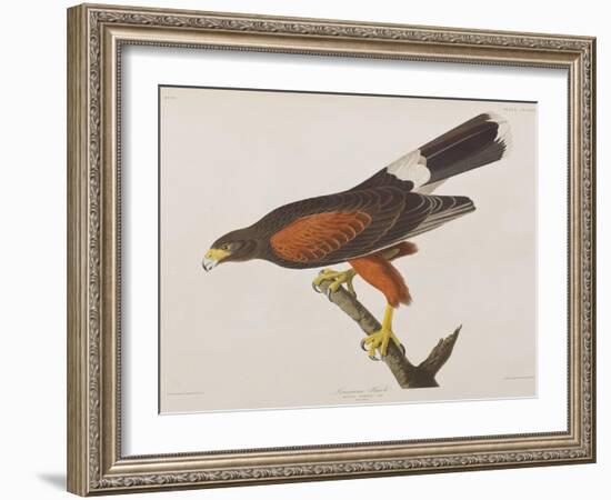 Illustration from 'Birds of America', 1827-38-John James Audubon-Framed Giclee Print