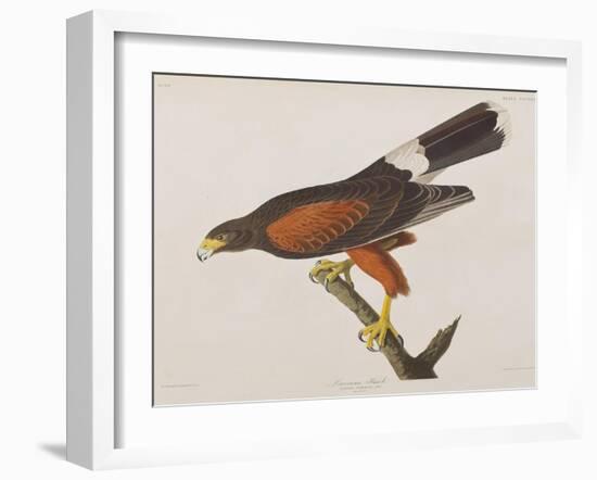 Illustration from 'Birds of America', 1827-38-John James Audubon-Framed Giclee Print