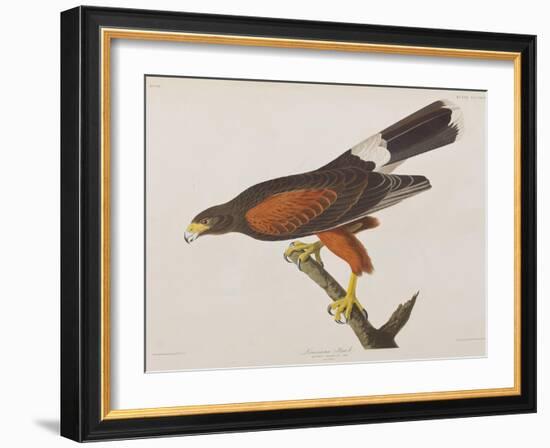 Illustration from 'Birds of America', 1827-38-John James Audubon-Framed Giclee Print