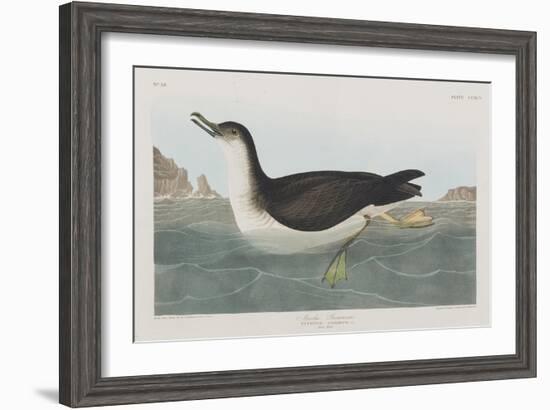 Illustration from 'Birds of America', 1827-38-John James Audubon-Framed Giclee Print