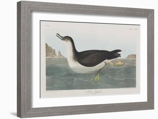 Illustration from 'Birds of America', 1827-38-John James Audubon-Framed Giclee Print