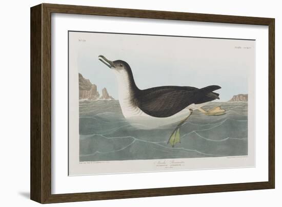 Illustration from 'Birds of America', 1827-38-John James Audubon-Framed Giclee Print