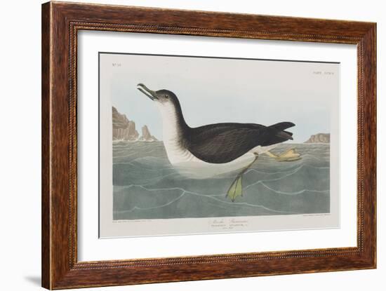 Illustration from 'Birds of America', 1827-38-John James Audubon-Framed Giclee Print