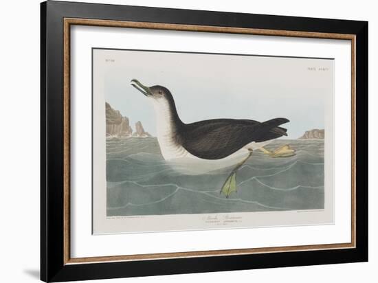 Illustration from 'Birds of America', 1827-38-John James Audubon-Framed Giclee Print