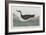 Illustration from 'Birds of America', 1827-38-John James Audubon-Framed Giclee Print