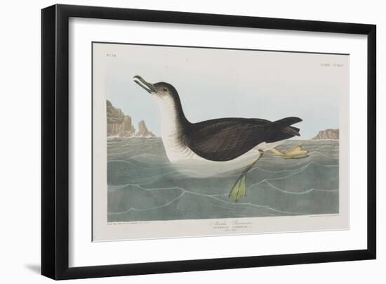 Illustration from 'Birds of America', 1827-38-John James Audubon-Framed Giclee Print