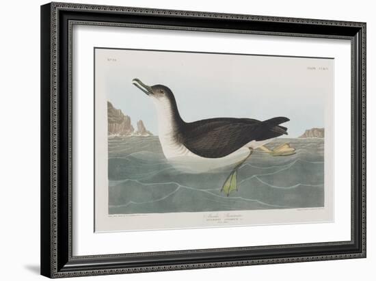 Illustration from 'Birds of America', 1827-38-John James Audubon-Framed Giclee Print