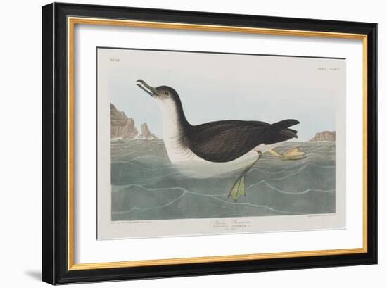 Illustration from 'Birds of America', 1827-38-John James Audubon-Framed Giclee Print