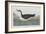 Illustration from 'Birds of America', 1827-38-John James Audubon-Framed Giclee Print