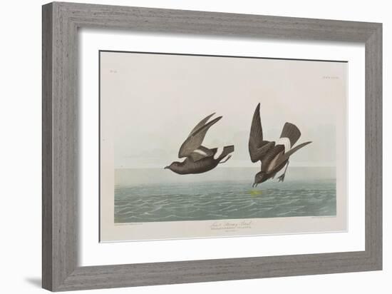 Illustration from 'Birds of America', 1827-38-John James Audubon-Framed Giclee Print