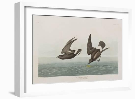 Illustration from 'Birds of America', 1827-38-John James Audubon-Framed Giclee Print