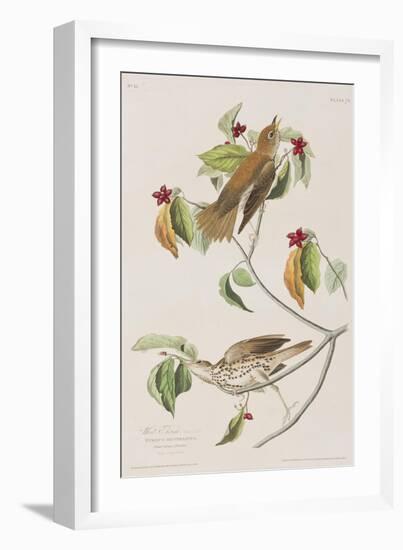 Illustration from 'Birds of America', 1827-38-John James Audubon-Framed Giclee Print