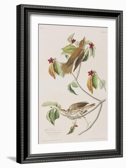 Illustration from 'Birds of America', 1827-38-John James Audubon-Framed Giclee Print