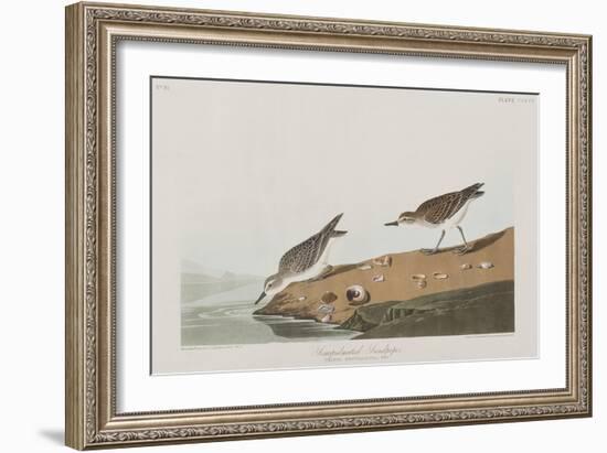 Illustration from 'Birds of America', 1827-38-John James Audubon-Framed Giclee Print