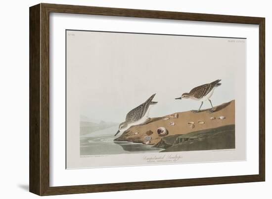 Illustration from 'Birds of America', 1827-38-John James Audubon-Framed Giclee Print