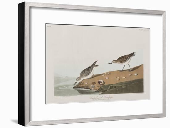 Illustration from 'Birds of America', 1827-38-John James Audubon-Framed Giclee Print