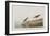 Illustration from 'Birds of America', 1827-38-John James Audubon-Framed Giclee Print