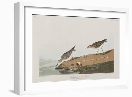 Illustration from 'Birds of America', 1827-38-John James Audubon-Framed Giclee Print