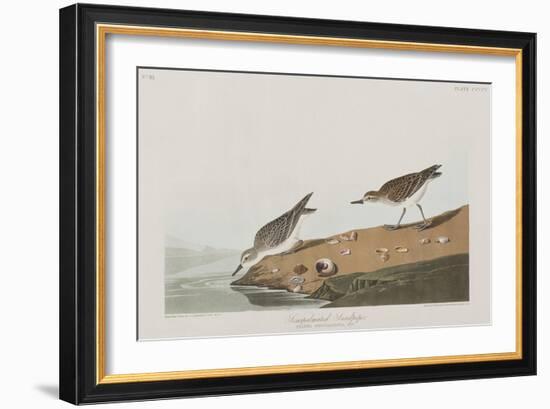 Illustration from 'Birds of America', 1827-38-John James Audubon-Framed Giclee Print