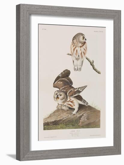 Illustration from 'Birds of America', 1827-38-John James Audubon-Framed Giclee Print