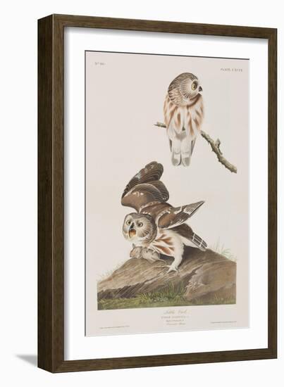 Illustration from 'Birds of America', 1827-38-John James Audubon-Framed Giclee Print