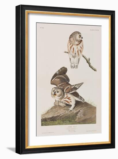 Illustration from 'Birds of America', 1827-38-John James Audubon-Framed Giclee Print