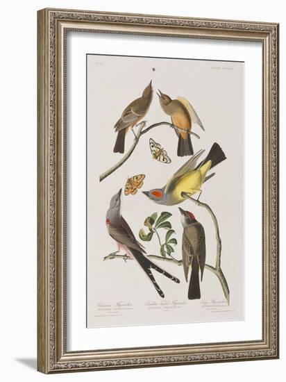 Illustration from 'Birds of America', 1827-38-John James Audubon-Framed Giclee Print