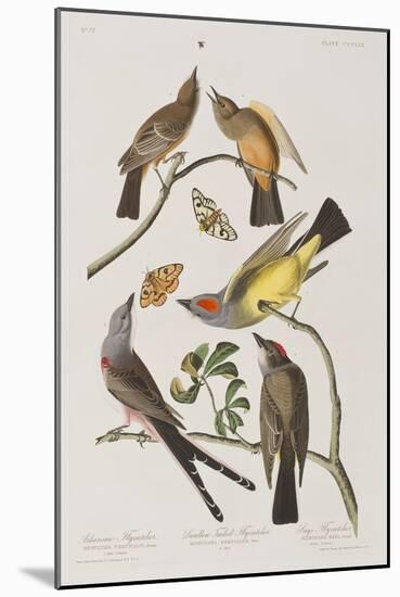 Illustration from 'Birds of America', 1827-38-John James Audubon-Mounted Giclee Print