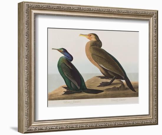 Illustration from 'Birds of America', 1827-38-John James Audubon-Framed Giclee Print