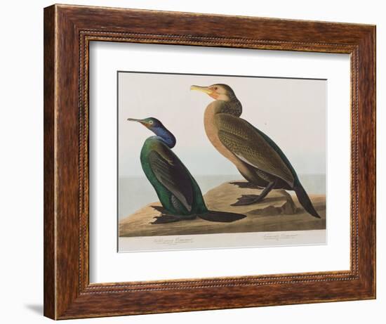 Illustration from 'Birds of America', 1827-38-John James Audubon-Framed Giclee Print