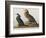 Illustration from 'Birds of America', 1827-38-John James Audubon-Framed Giclee Print