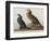 Illustration from 'Birds of America', 1827-38-John James Audubon-Framed Giclee Print