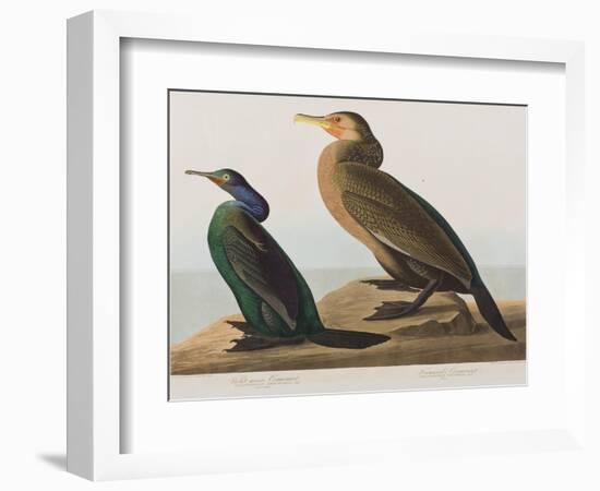 Illustration from 'Birds of America', 1827-38-John James Audubon-Framed Giclee Print