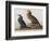 Illustration from 'Birds of America', 1827-38-John James Audubon-Framed Giclee Print