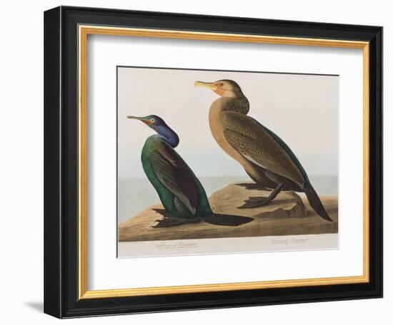 Illustration from 'Birds of America', 1827-38-John James Audubon-Framed Giclee Print