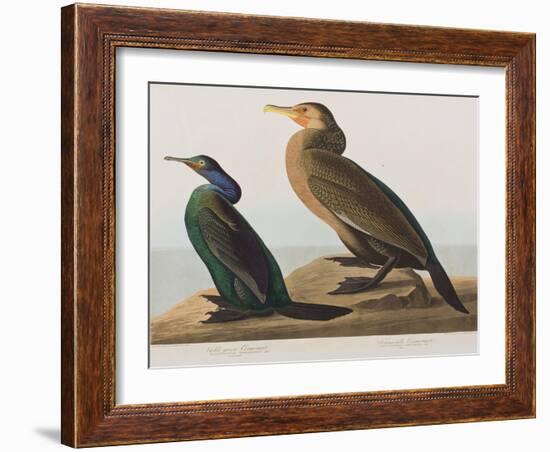 Illustration from 'Birds of America', 1827-38-John James Audubon-Framed Giclee Print