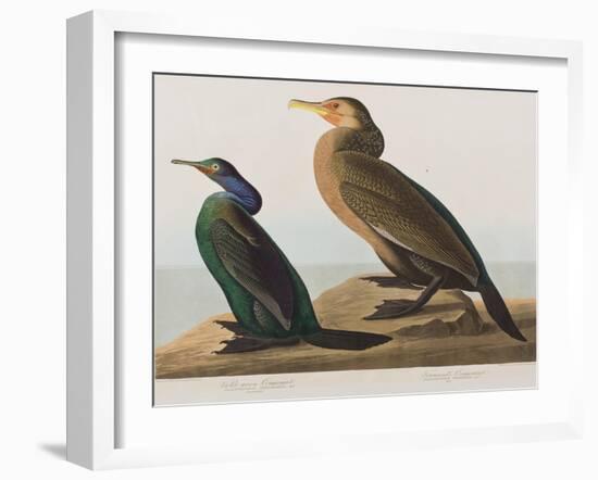 Illustration from 'Birds of America', 1827-38-John James Audubon-Framed Giclee Print