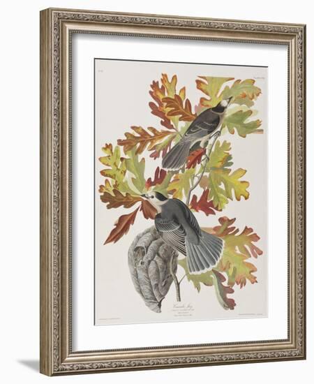 Illustration from 'Birds of America', 1827-38-John James Audubon-Framed Giclee Print