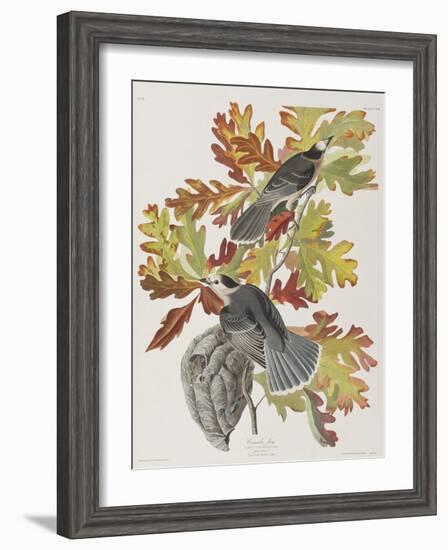 Illustration from 'Birds of America', 1827-38-John James Audubon-Framed Giclee Print