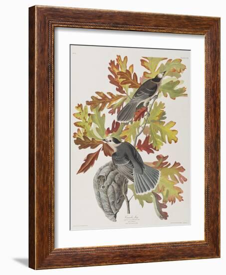 Illustration from 'Birds of America', 1827-38-John James Audubon-Framed Giclee Print