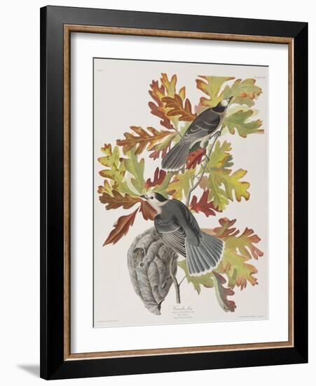 Illustration from 'Birds of America', 1827-38-John James Audubon-Framed Giclee Print