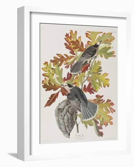 Illustration from 'Birds of America', 1827-38-John James Audubon-Framed Giclee Print