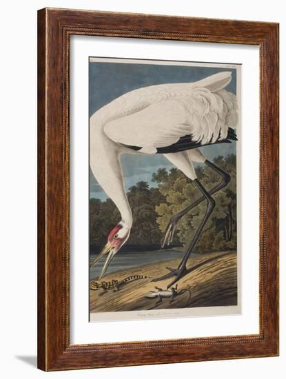 Illustration from 'Birds of America', 1827-38-John James Audubon-Framed Giclee Print