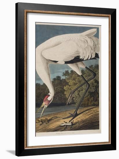 Illustration from 'Birds of America', 1827-38-John James Audubon-Framed Giclee Print