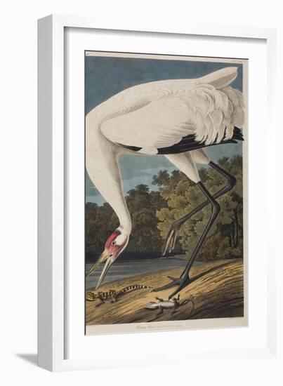 Illustration from 'Birds of America', 1827-38-John James Audubon-Framed Giclee Print