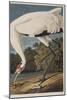 Illustration from 'Birds of America', 1827-38-John James Audubon-Mounted Giclee Print